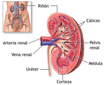 Insuficiencia Enfermedad_renal_