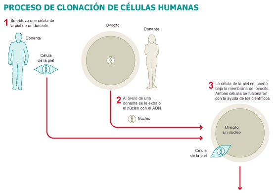 proceso clonacion