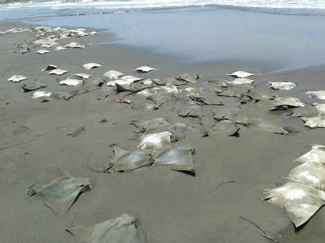 mantarrayas muertas