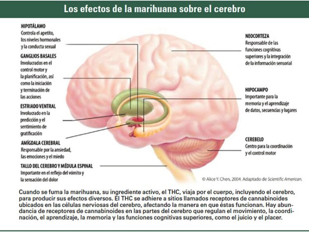 mariguana-efectos-cerebro1