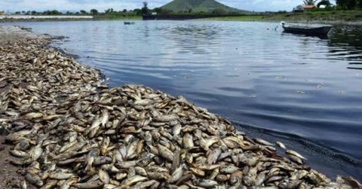 peces muertos presa