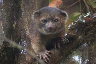 olinguito