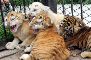 INSPECCIONARÁN ZOOLÓCICOS, DELFINARIOS Y CIRCOS DEL PAÍS