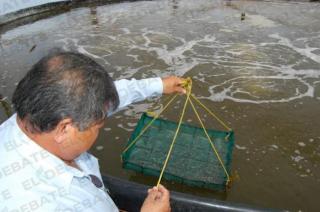 Acuicultores listos para iniciar la siembra de camarón7