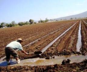 riego cultivo