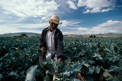 Workers in Broccoli Field