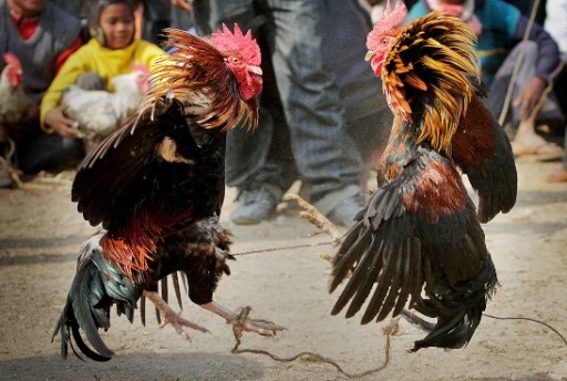peleas gallos