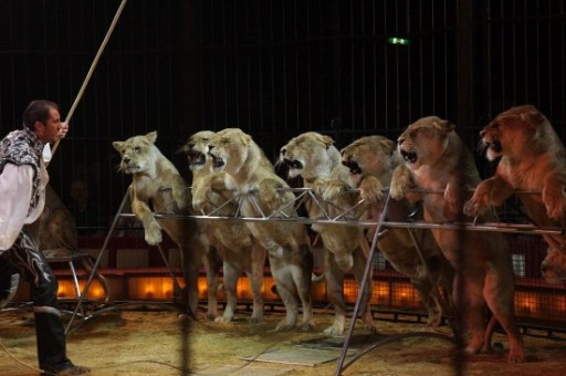 animales de circo