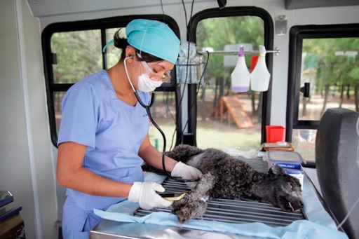 esterilizacion perro
