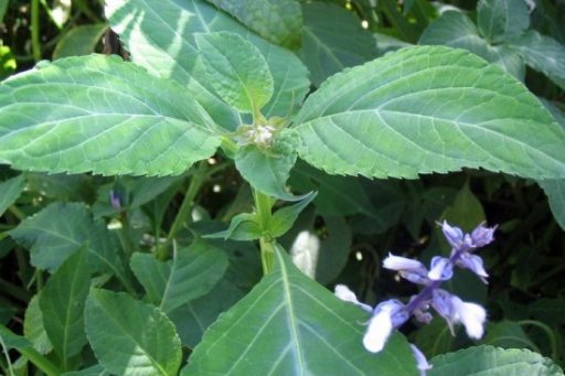 Salvia divinorum