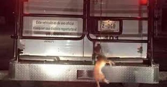 perro en vehiculo oficial