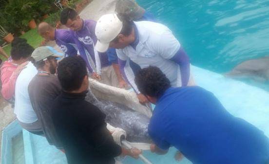 delfines trasladados