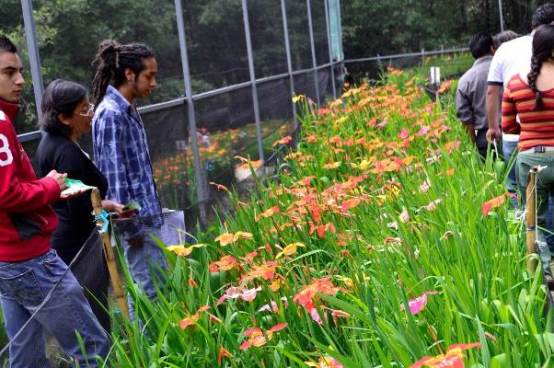 tigridias uaem tenancingo
