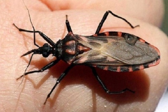 Enfermedad de Chagas