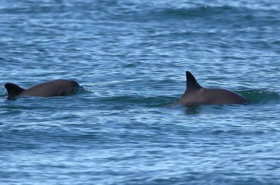 vaquita marina