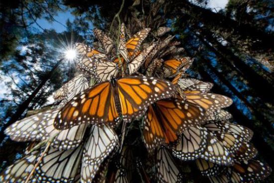 mariposas-monarca-mexico