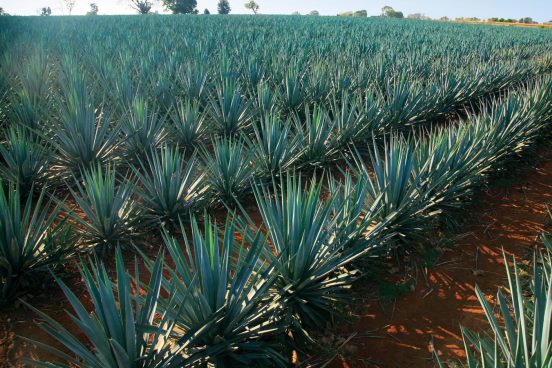 agave