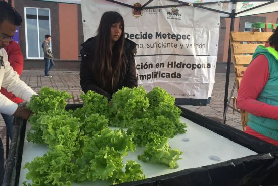 Huertos de traspatio 2