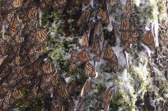 mariposas monarca hielo