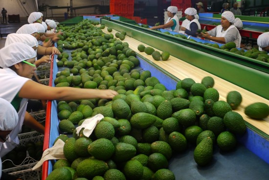 produccion aguacate