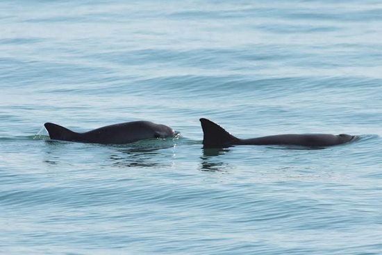 VAQUITA MARINA, AVANZA PROGRAMA PARA EVITAR SU EXTINCIÓN