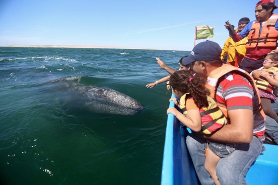 BALLENA GRIS OFRECE ESPECTÁCULO ÚNICO EN BAJA CALIFORNIA SUR