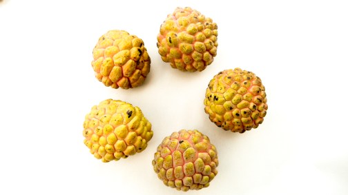 160726INIFAP SARAMUYO-1