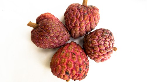 160726INIFAP SARAMUYO-2