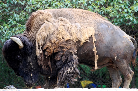 ZOOLÓGICO DE CHAPULTEPEC CUMPLE 92 AÑOS
