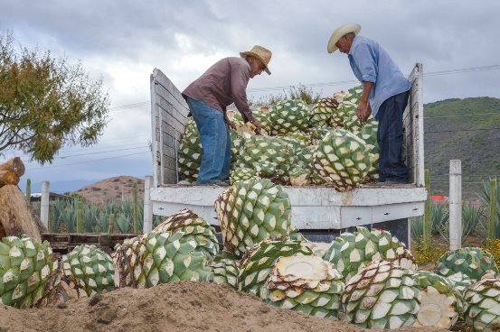 piñas agave