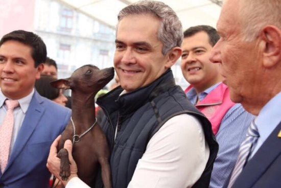mancera perro