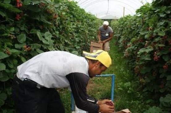 trabajadores canada