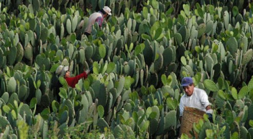 desarrollo-rural-y-agricultura-urbana